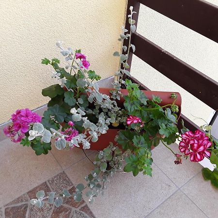 Holi Apartamento Čavle Exterior foto